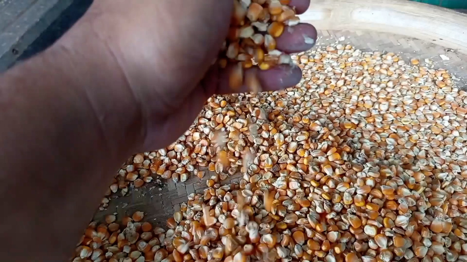 After Successfully Hitting Rice Target, Bappenas Focuses on Boosting Corn Reserves