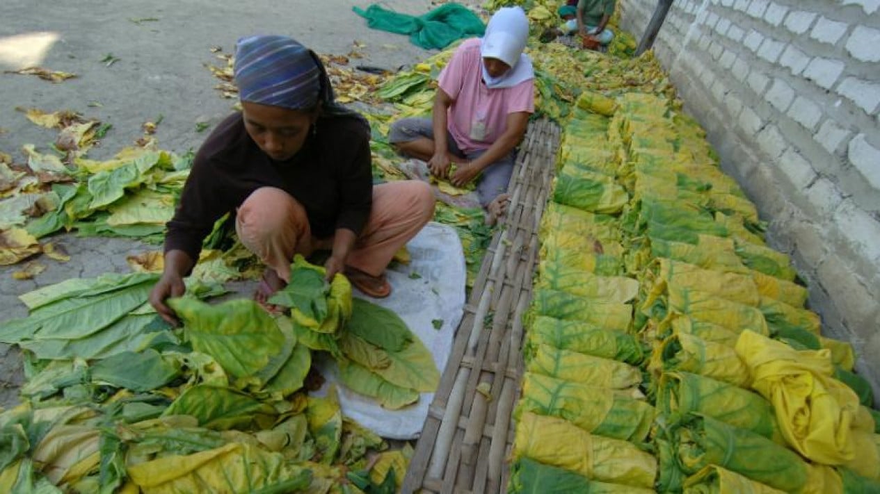 Tobacco Farmers Fear Standardised Packaging Plan Will Harm Industry