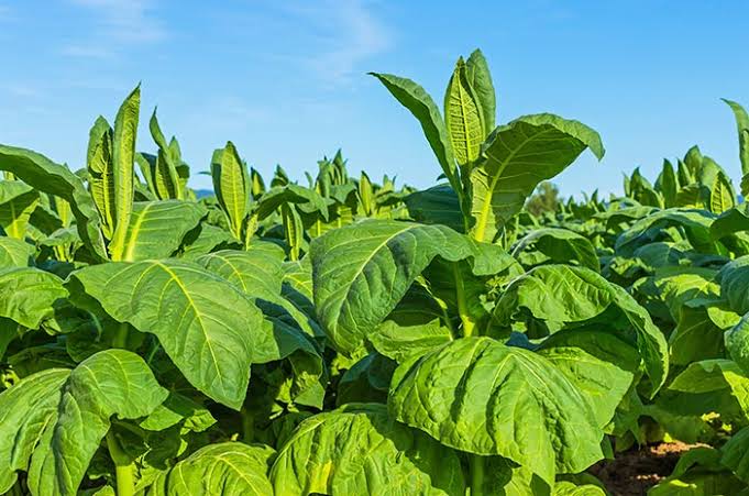 Livelihoods of Tobacco Farmers Eroded by Draft Standardised Packaging Regulation