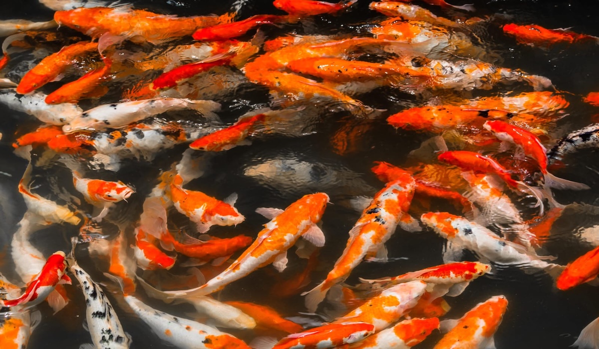 Koi Herpesvirus Study Highlights Serious Threat to Global Aquaculture Industry