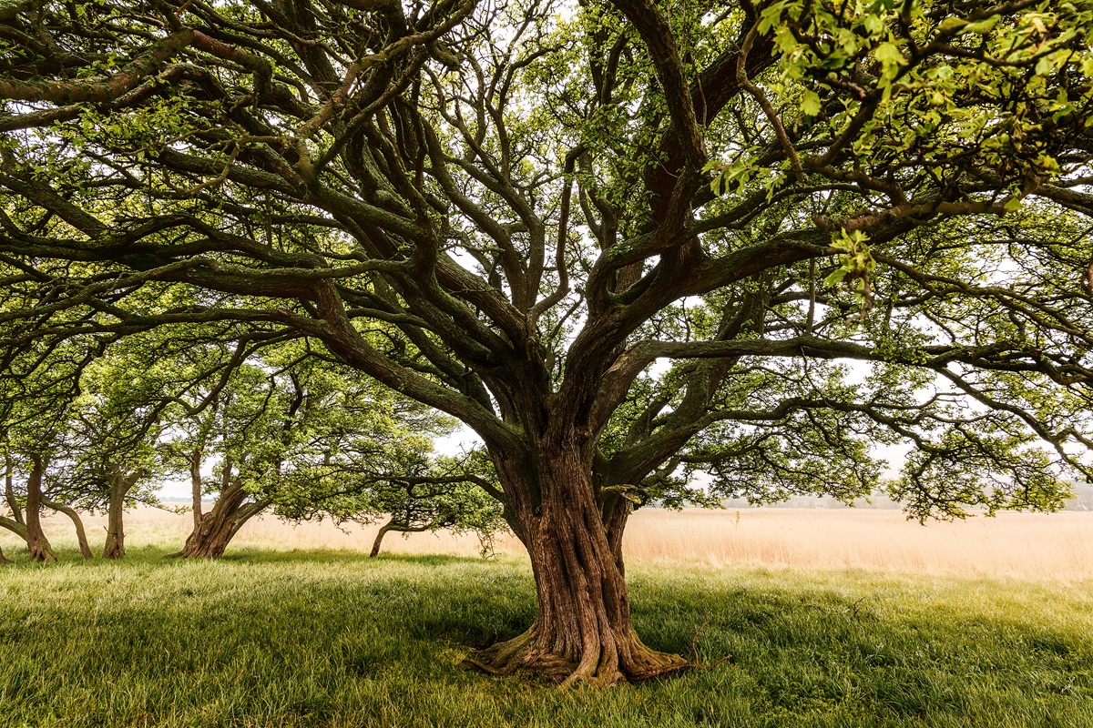 Trees Continue to Absorb Carbon After Growth Stops, Should Climate Models Be Revised?