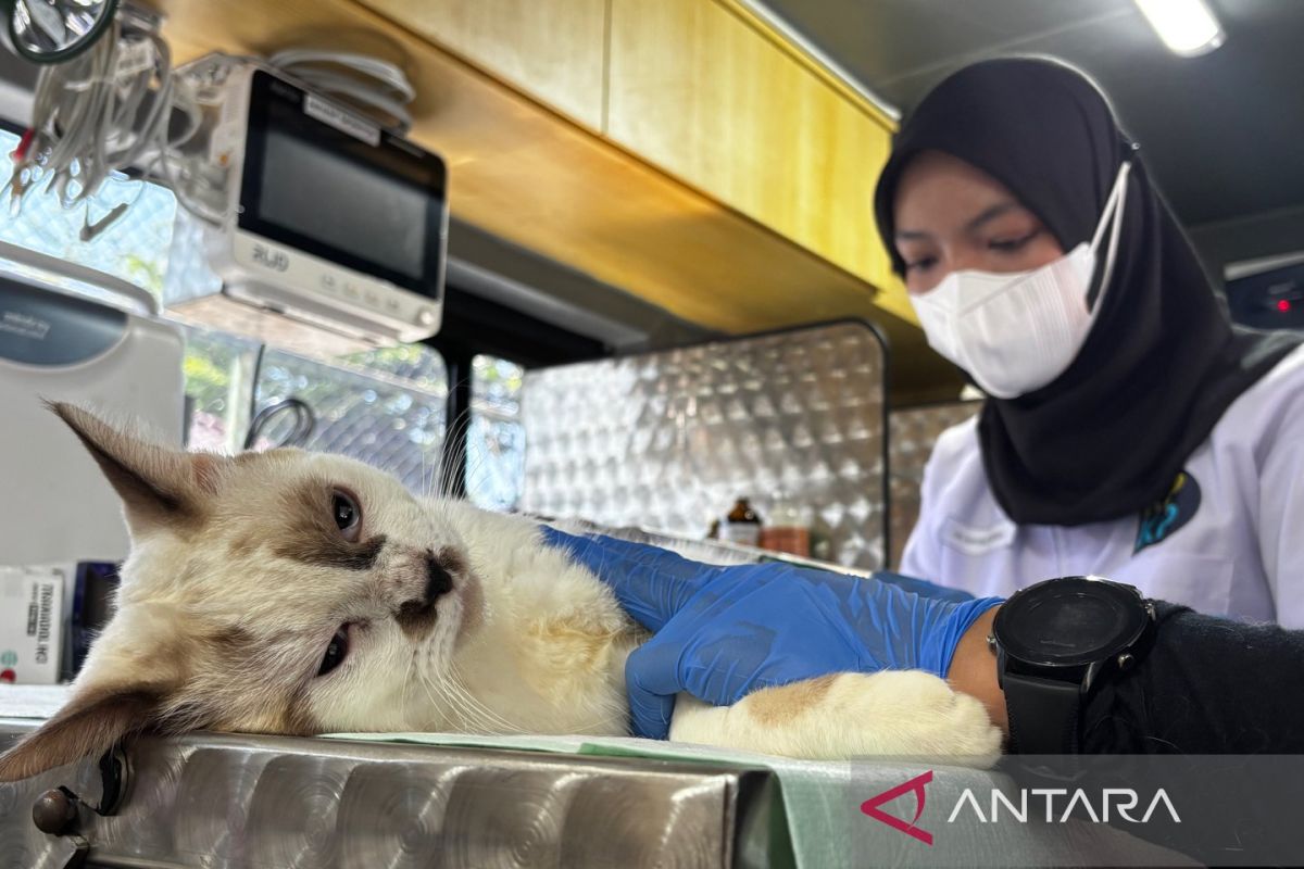 Jakarta Government Targets Sterilisation of 23,000 Animals in 2026