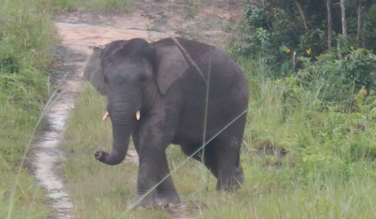 President Prabowo Issues Presidential Instruction on Elephant Conservation, Forestry Minister: Involves 9 Ministers