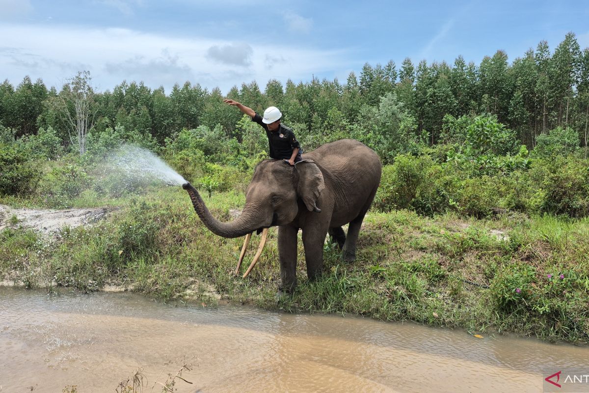 Forestry Minister Deemed Capable of Building New Foundation for Elephant Conservation