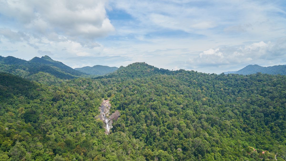 Google, McKinsey, and Tencent Invest in Indonesia's Carbon Removal Sector