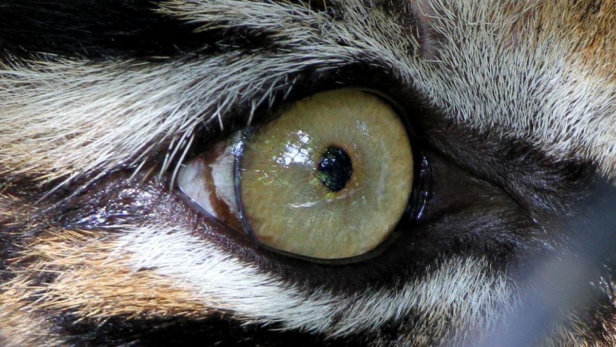 Sumatran Tiger Kills 12-Year-Old Boy in Riau, Authorities Step Up Vigilance