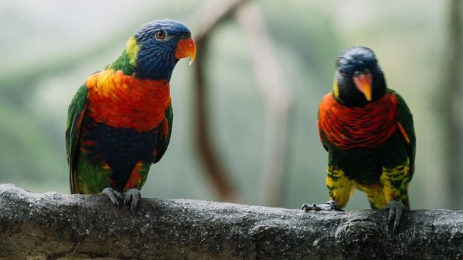Extinct for 100 Years, Rare Bird Rediscovered in Indonesia