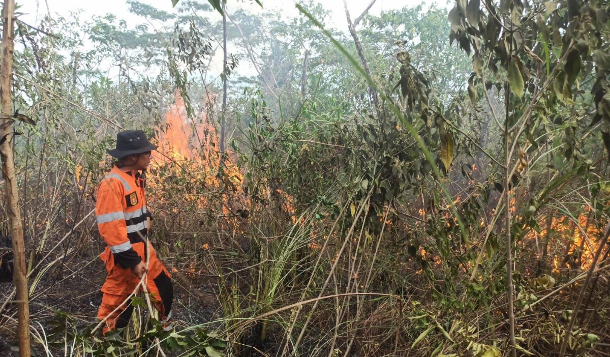 Drying Peatlands Increase Forest and Land Fire Threat in South Kalimantan