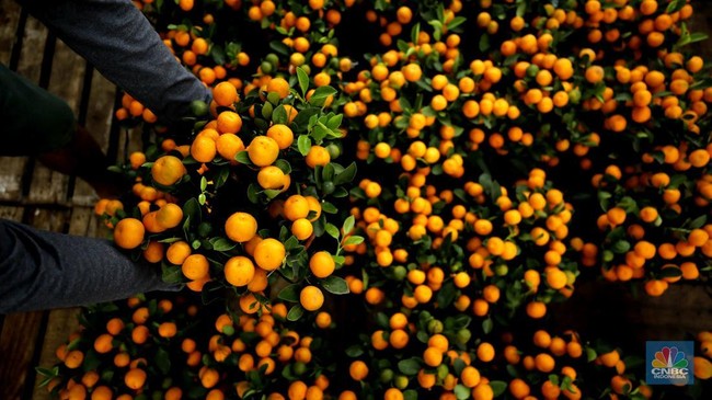 Local Oranges Abundant, Yet Indonesia Continues to Increase Imports