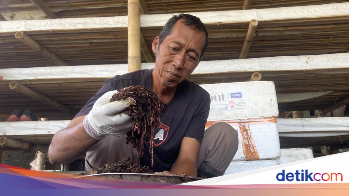 Turning Waste into Blessings with Earthworms