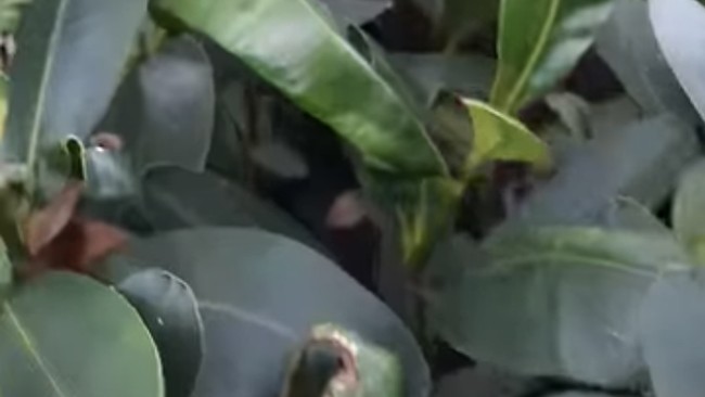 This Plant Grows Wild Across Indonesia and Can Be Turned into Fuel
