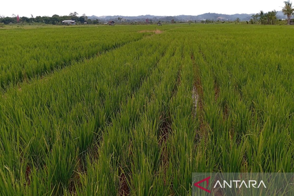 Realising rice self-sufficiency in Bumi Etam