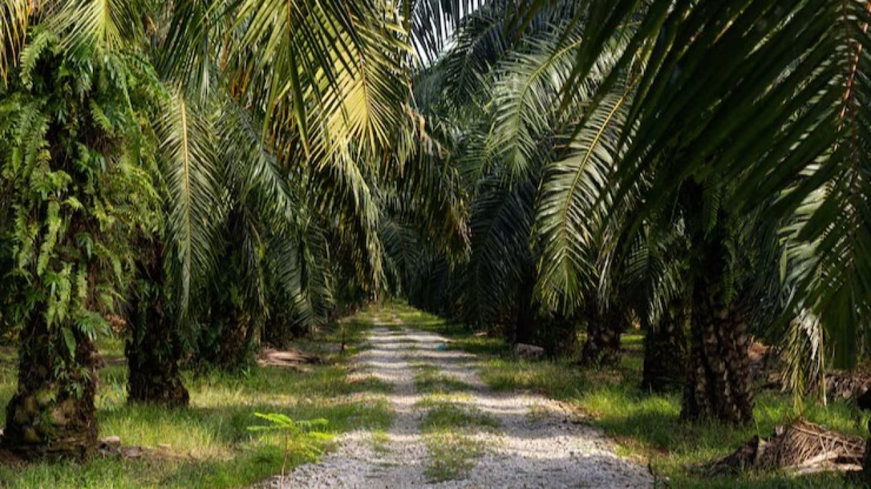 DPR Pushes for Special Palm Oil Law in 2026, Citing Malaysia's Example