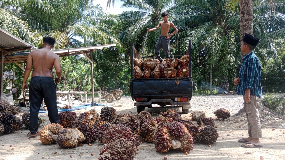 CPO Prices in North Aceh Remain High at Rp2,700 per Kilogram