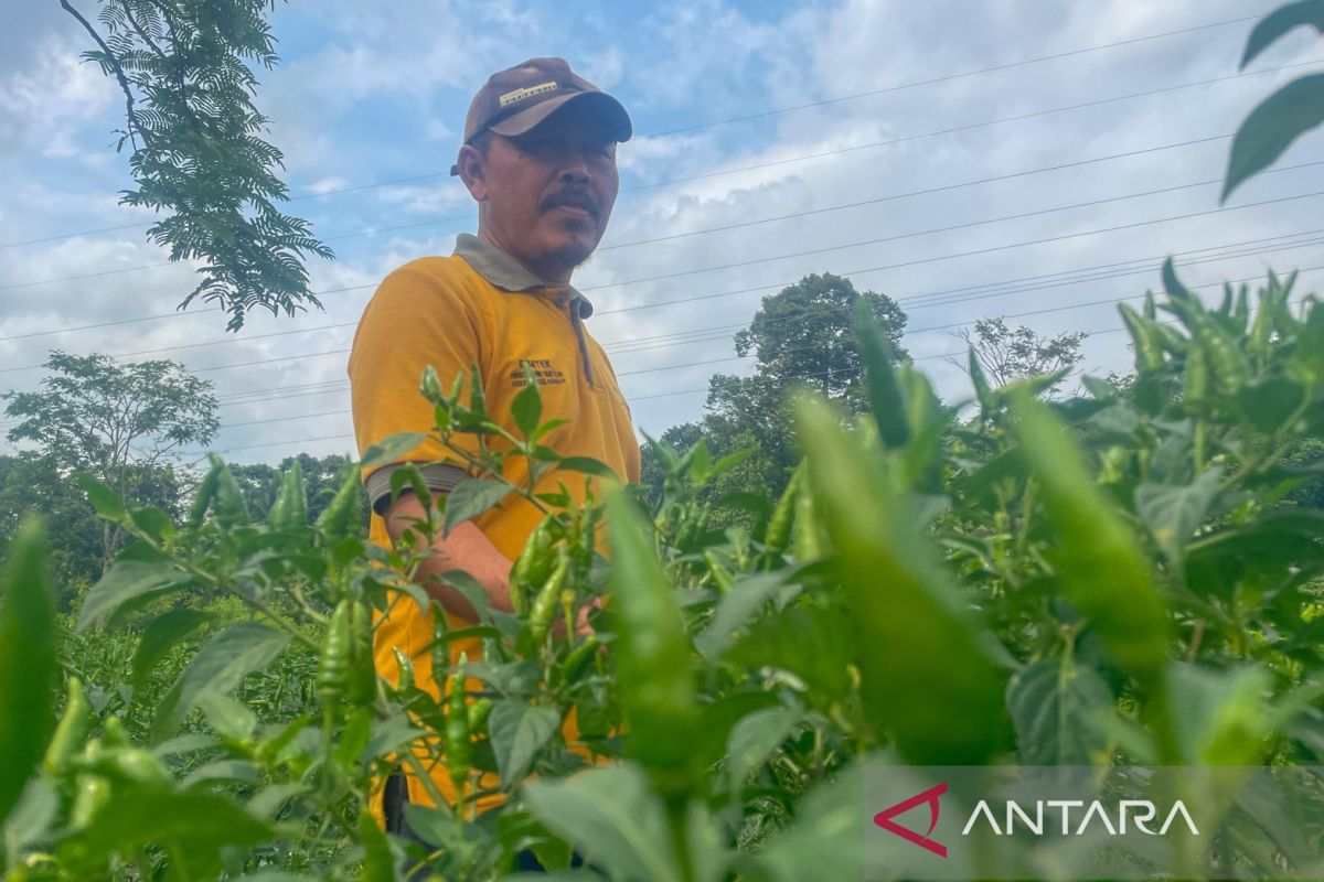 Kuningan Regency allocates 22,588 hectares of sustainable farmland in spatial plan