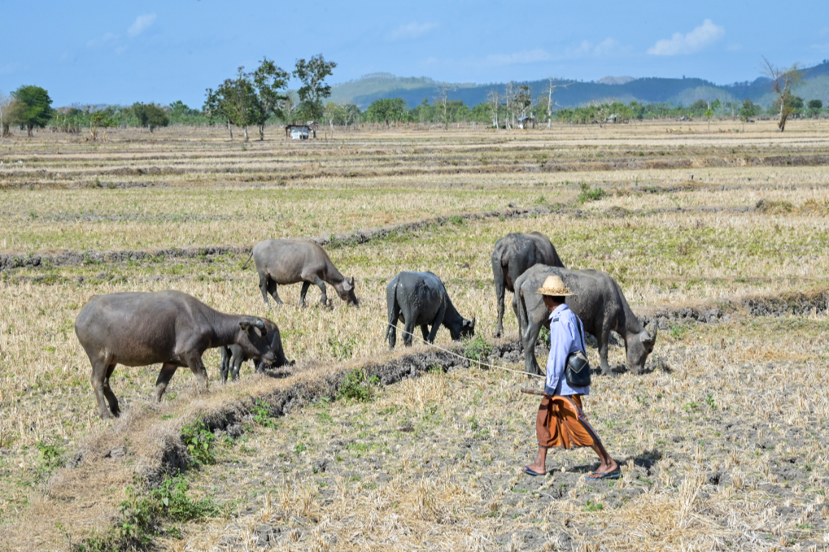 BMKG Declares Drought Alert for Ten Districts in NTB