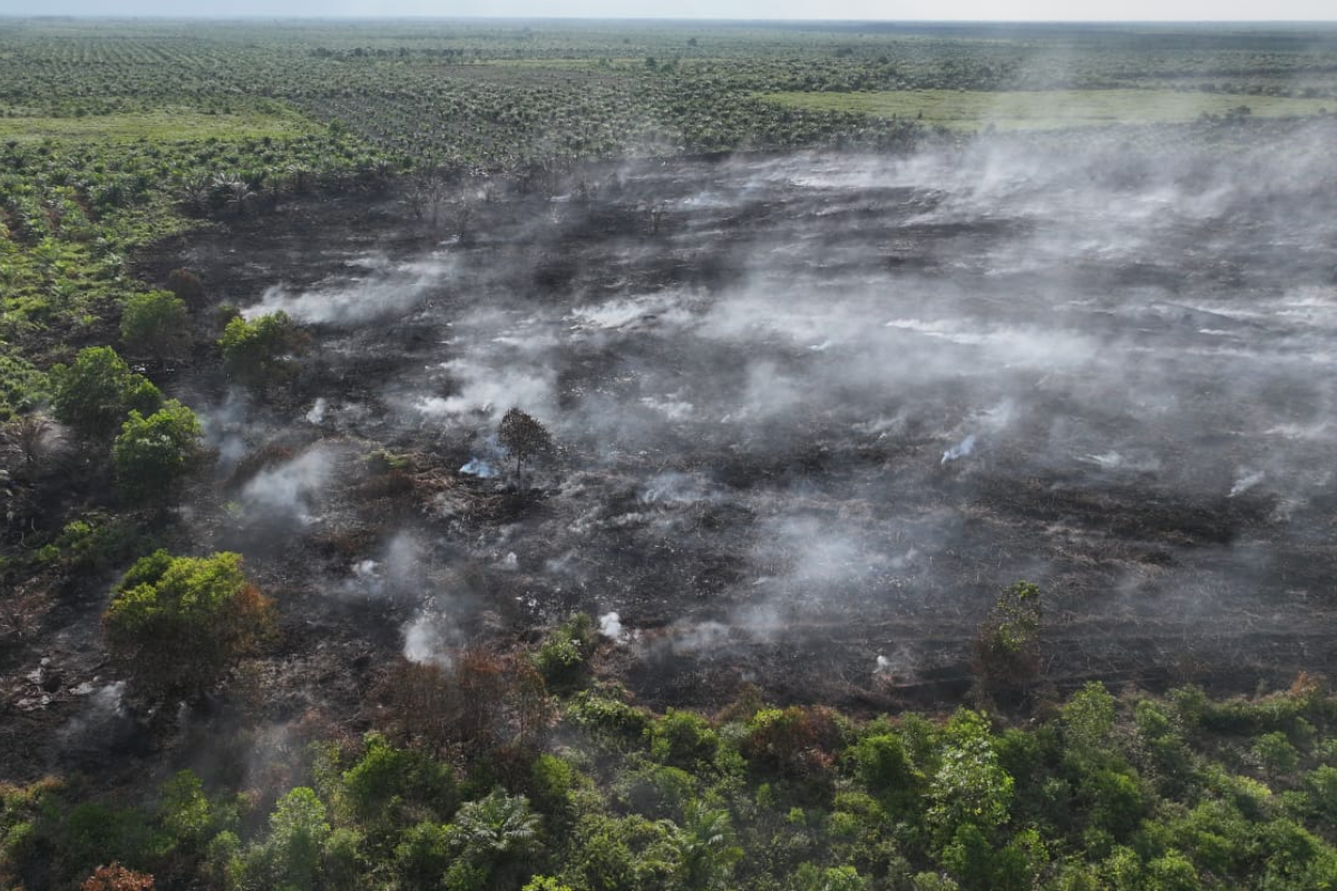 Forest and Land Fires in Rokan Hilir Not Fully Extinguished, Joint Team Focuses on Cooling