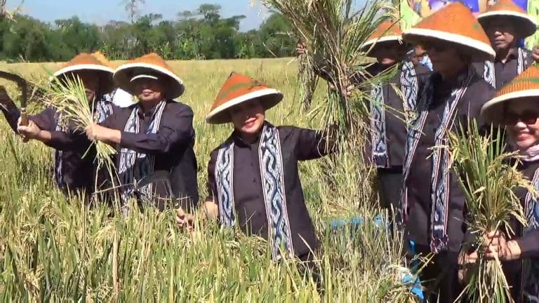 DPR Commission IV Chair Titiek Soeharto Harvests Rice in Klaten, Yields 10 Tonnes Per Hectare