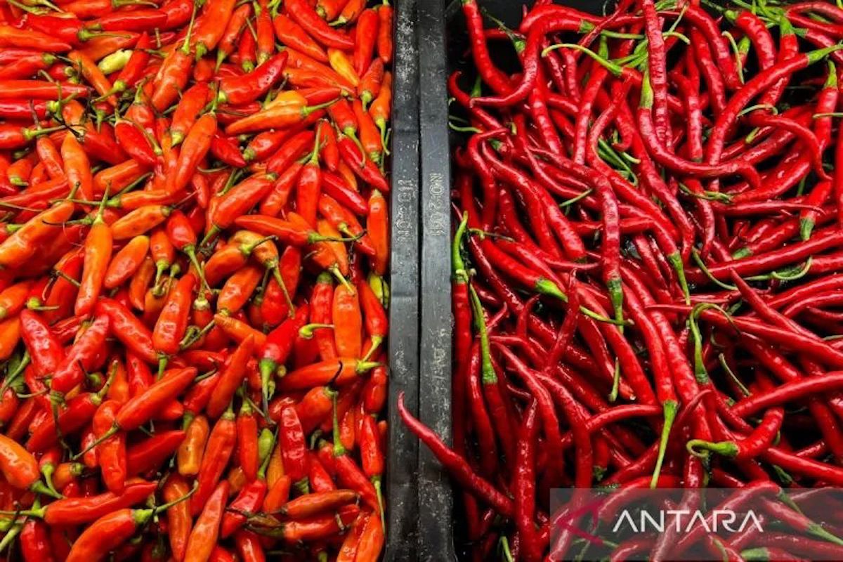 Chilli and Egg Prices Recorded on Monday Morning