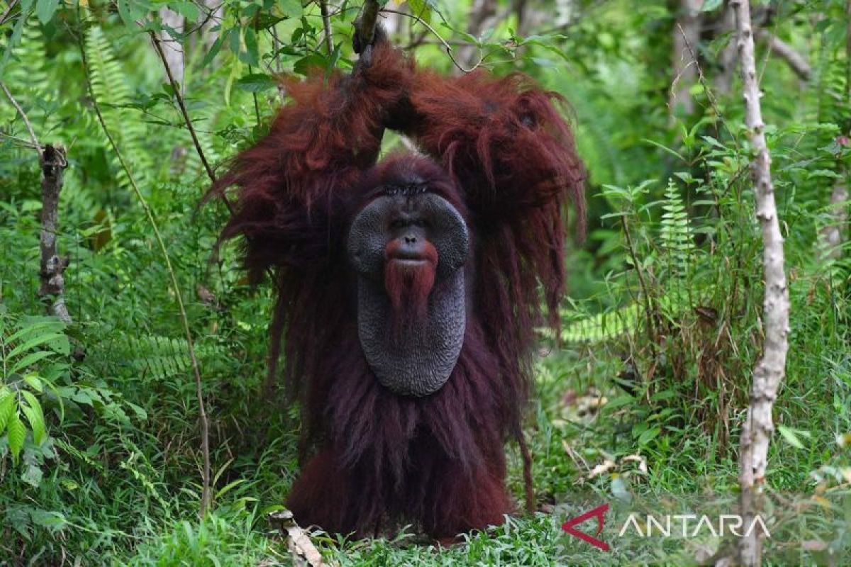 Forestry Minister Prepares 87,000-Hectare Orangutan Preservation Area