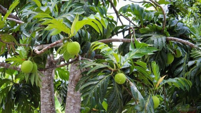 This 'Village' Fruit Is Predicted to Become Indonesia's Future Superfood