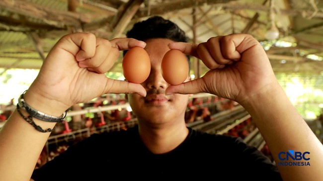 Indonesia Explores Egg Exports to Singapore and Neighbours Amid Price Slump