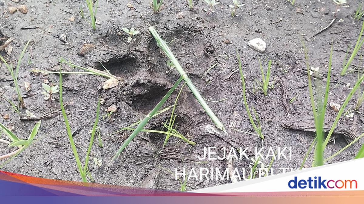 Man Killed by Sumatran Tiger in Pelalawan, Body Dragged 2 Kilometres
