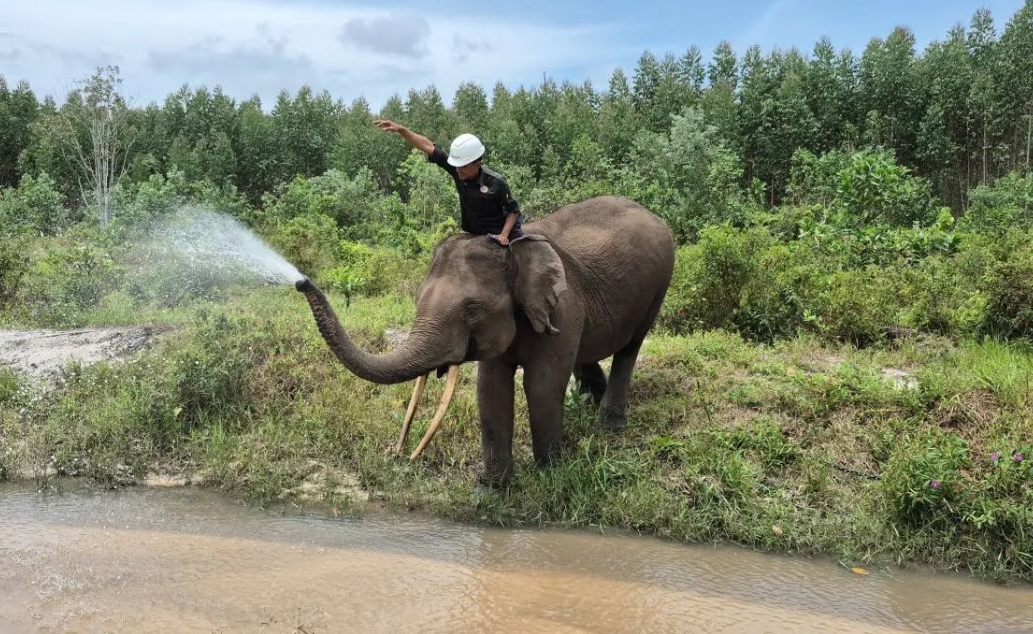 IUCN Says Forestry Minister's Leadership is Key Asset for Elephant Conservation