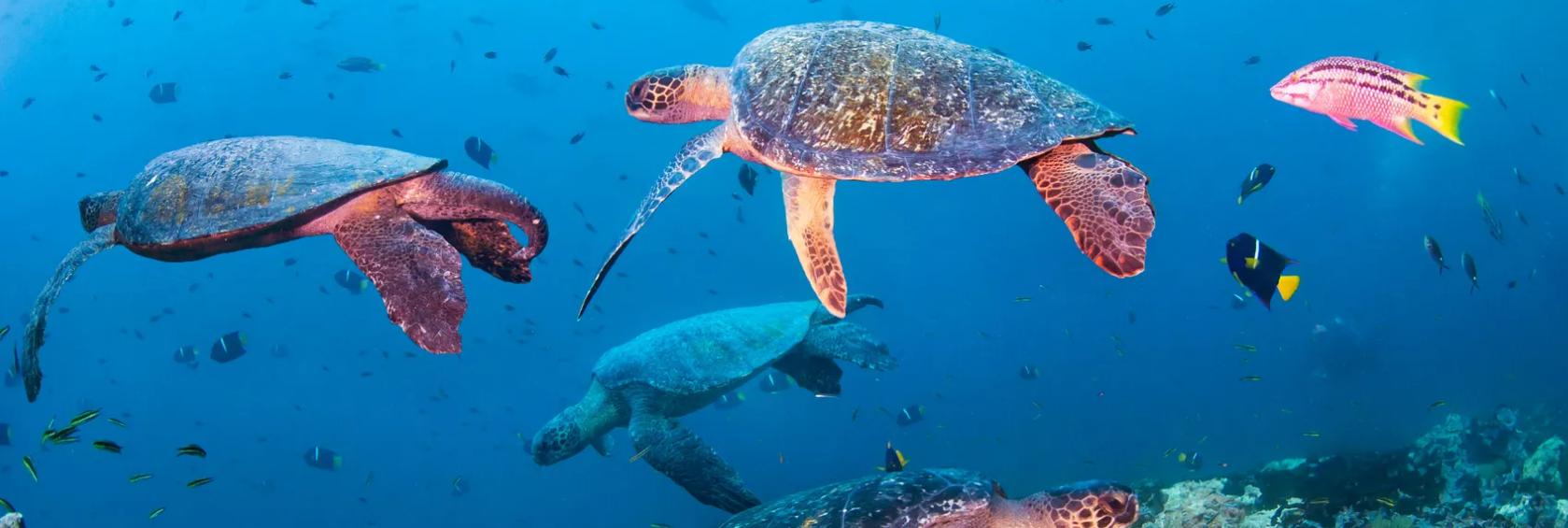 From Bali Rescue to Derawan Nests: Indonesia’s Fight to Protect Green Turtles