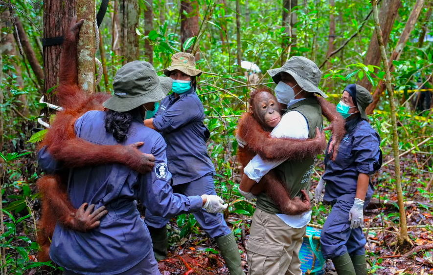 87 Thousand Hectares Prepared for Orangutan Preservation Area in East Kalimantan
