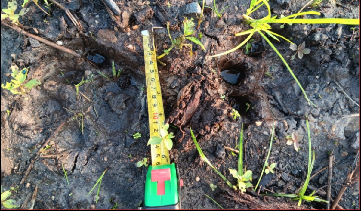Sumatran Tiger Kills Worker in Pelalawan, Riau, in Second Fatal Attack in Days