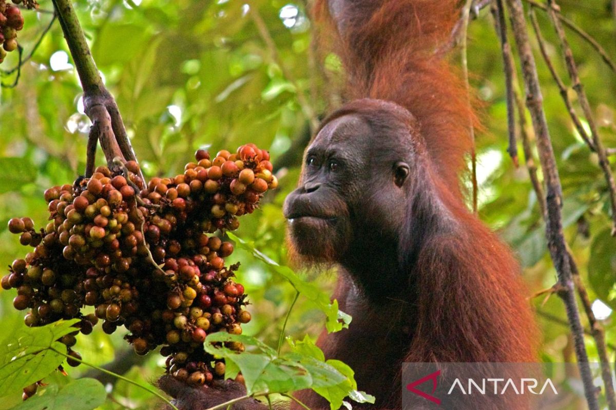 Indonesia sets aside 87,000 hectare for orangutan conservation