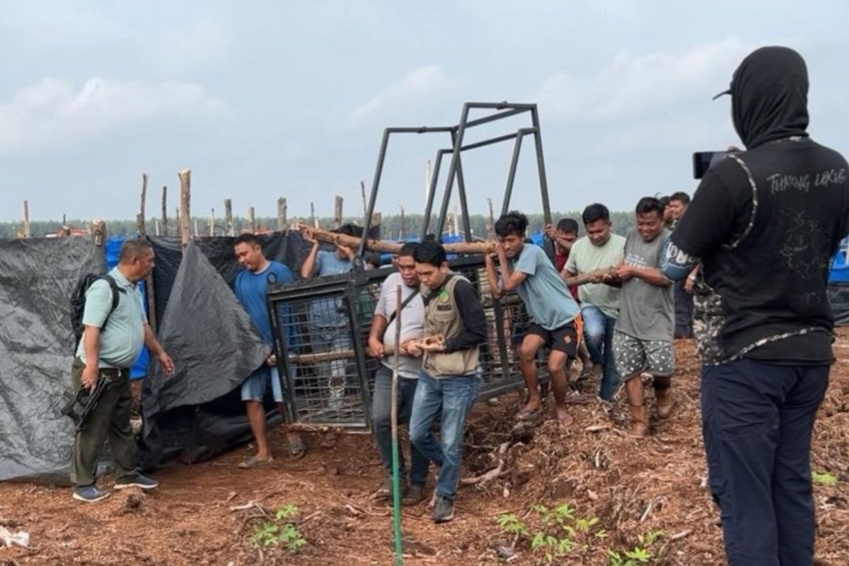 Riau Conservation Agency Installs Trap Cages After Two Killed in Tiger Attacks