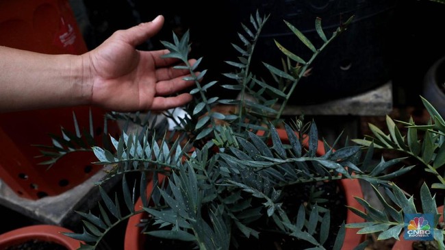 Viral Paracetamol Plant Fertiliser Trend Debunked by IPB Expert