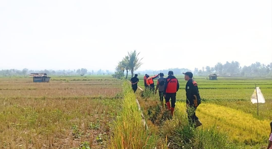 Irrigation Channels Run Dry, Rice Fields in Sukabumi Threatened with Crop Failure