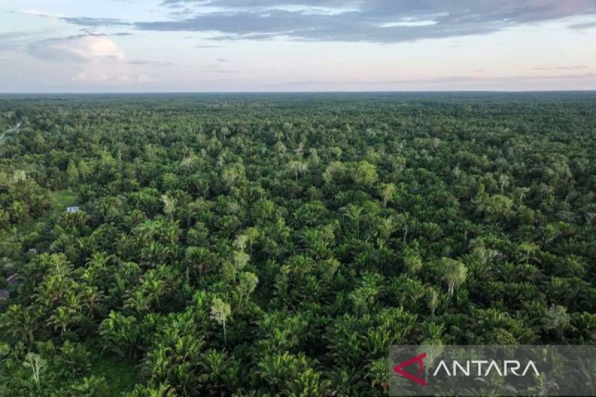 Ministry of Environment urges Papua regional governments to accelerate climate change policy implementation