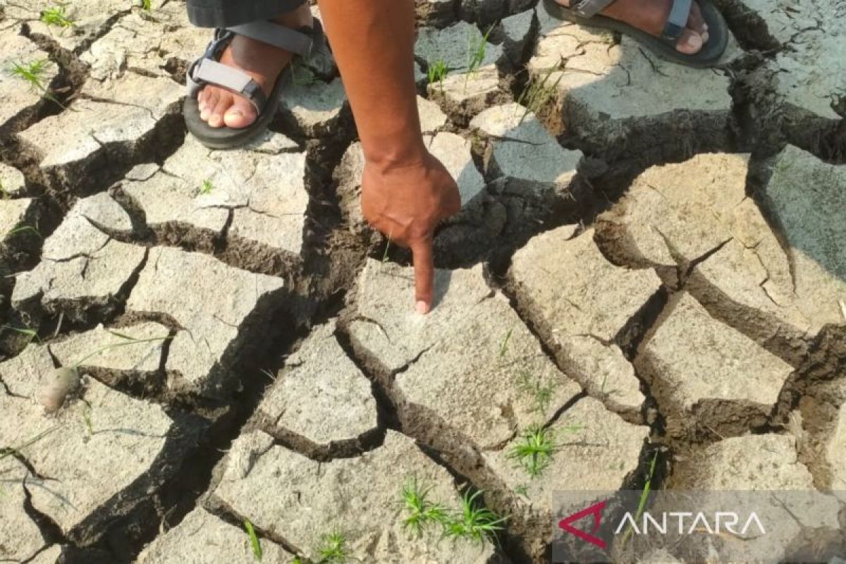 Soil Health and the Future of Food Security