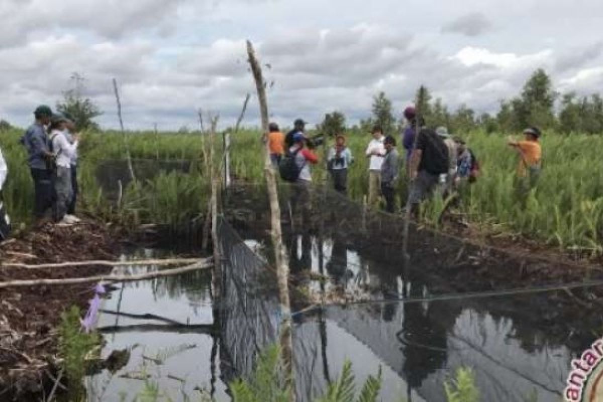 Indonesia's green path toward global climate leadership