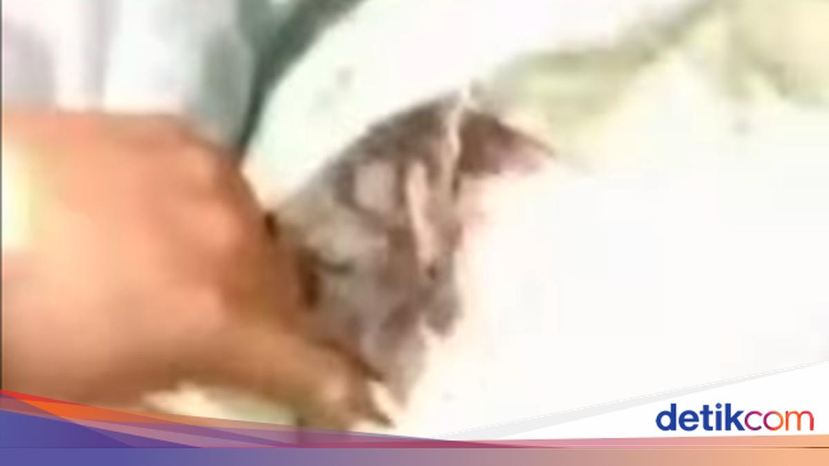 Pickup Driver Caught Red-Handed Attempting to Dump Bone Waste into Bogor's Cisadane River
