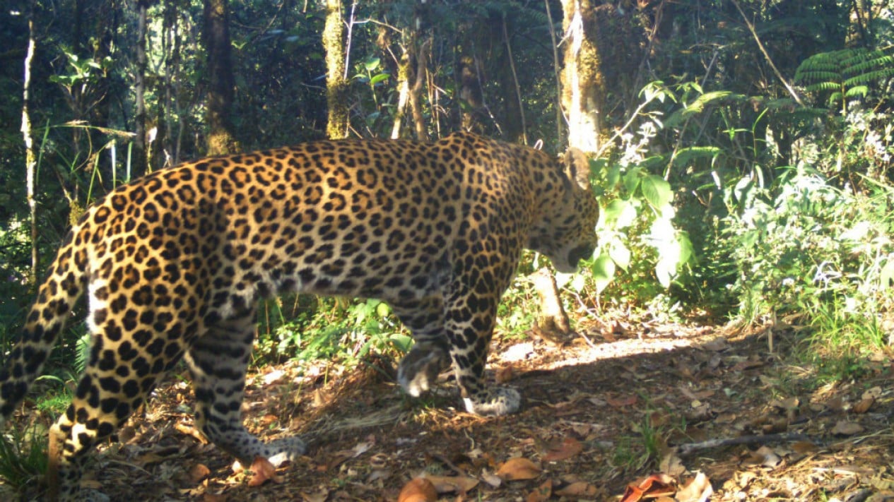 Police Confirm Viral Video of Tiger Attack in Garut is a Hoax