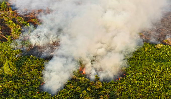 Legislator Urges Forestry Ministry to Tighten Corporate Oversight to Prevent Forest Fires