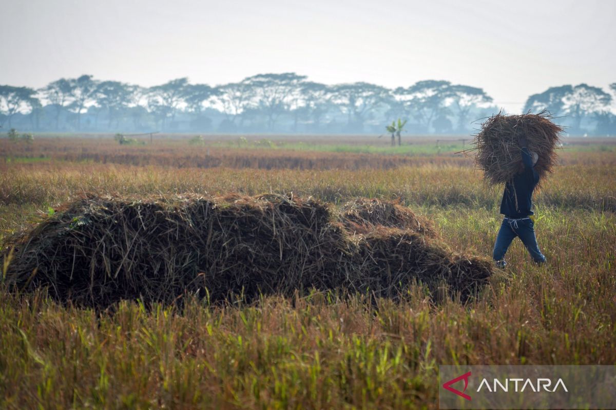 Bapanas Confident Rising GKP Prices Will Boost Farmer Productivity