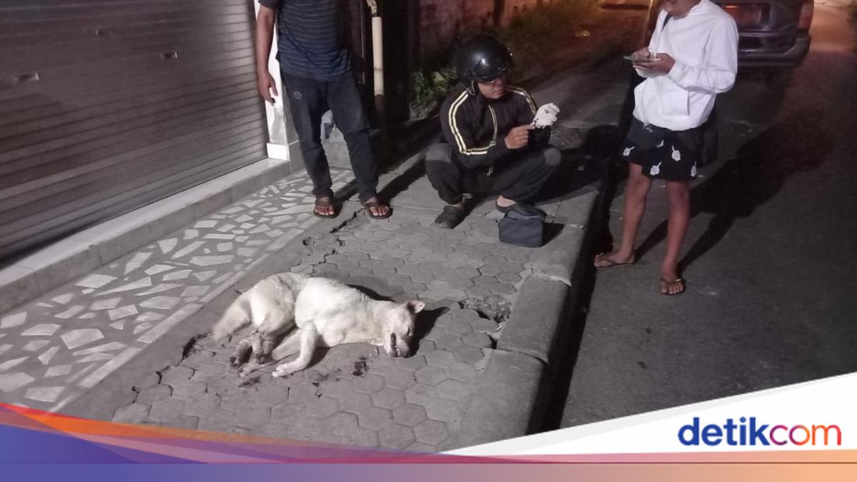 Chinese Tourist Bitten by Suspected Rabid Dog in Bangli