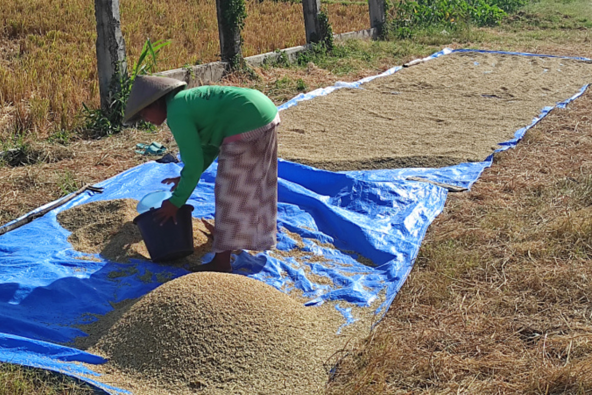 Prolonged Dry Season Threatens Cianjur's Rice Bowl, Local Government Strengthens Mitigation