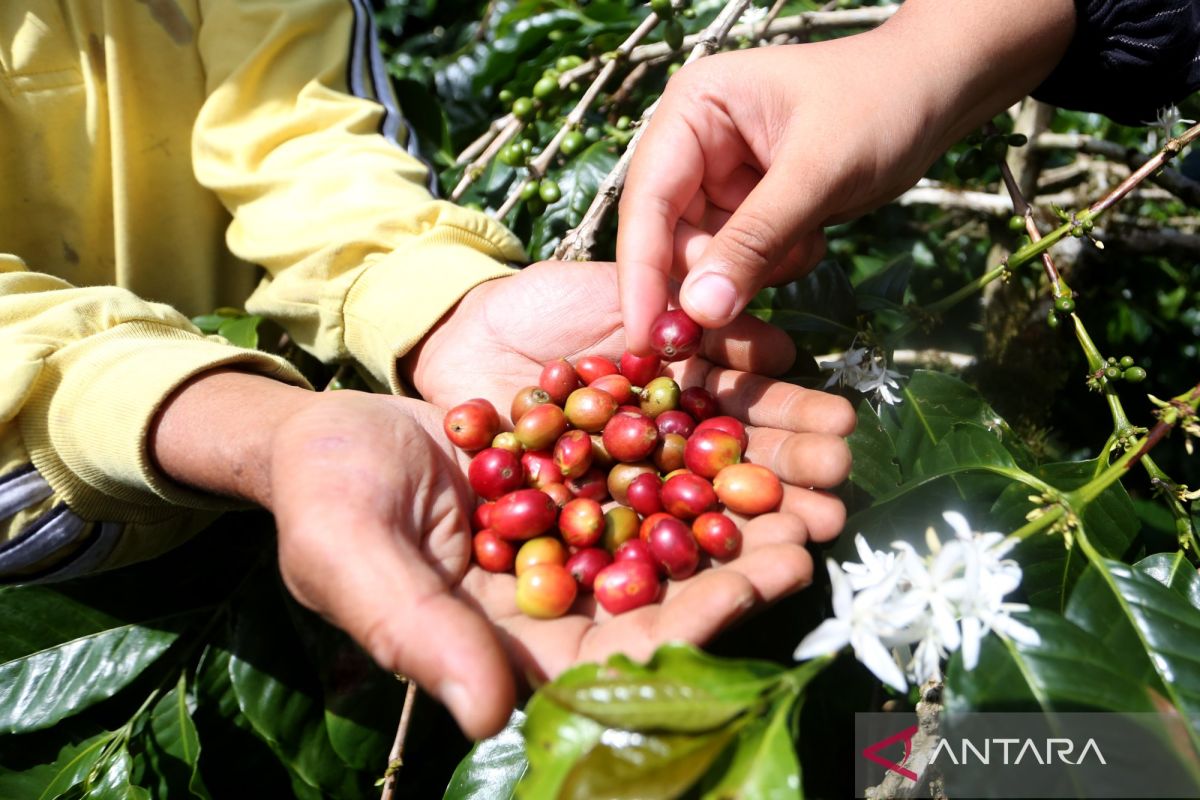 Indonesia aims to boost global Gayo coffee supply via major expansion
