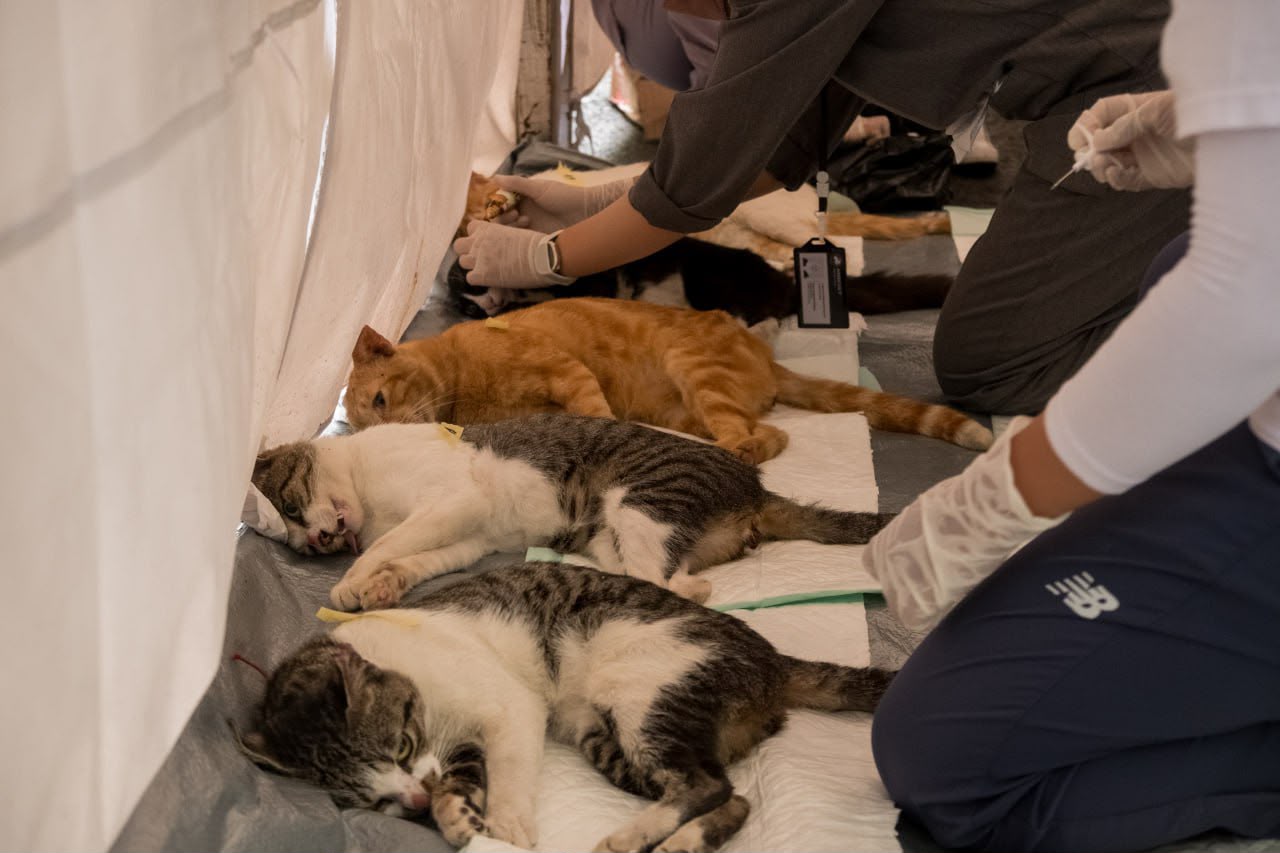 Bandung Launches Free Rabies Vaccination Programme 'Bangsawan' to Protect Public Health