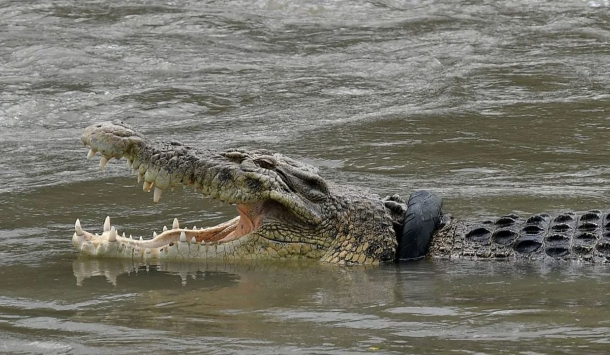 Basarnas Searches for 8-Year-Old Boy Snatched by Crocodile in Kotabaru River