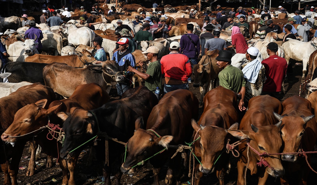Strategy for Buffalo Conservation in Indonesia Through a Cultural Approach