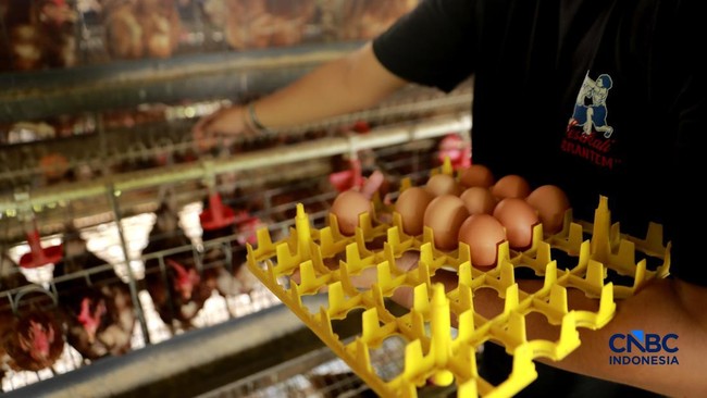After Viral Egg Bath Protest, Poultry Farmers See Hope in Free Nutritious Meal Programme