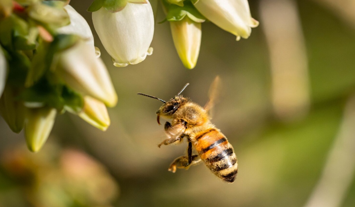 Can Wasps Really Recognise Human Faces? IPB Expert Explains